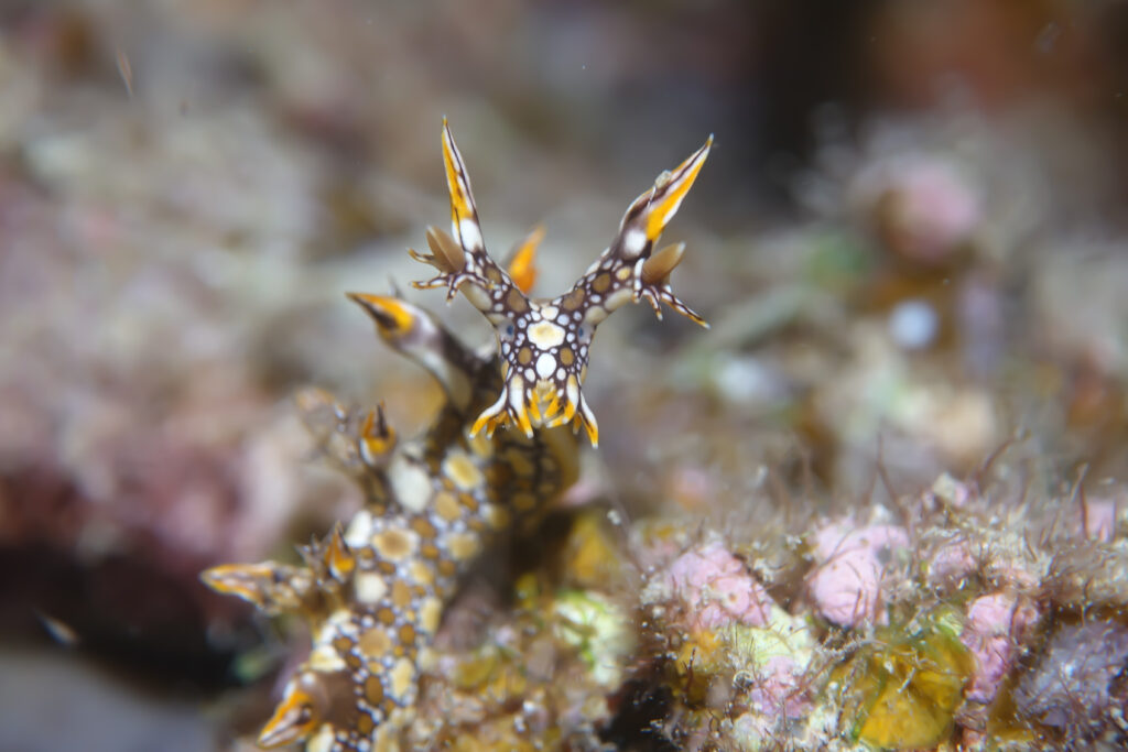 ヒオドシユビウミウシ_奄美大島_ウミウシ