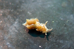ウテンミノウミウシ Baeolidia rieae Carmona, Pola, Gosliner & Cervera, 2014
