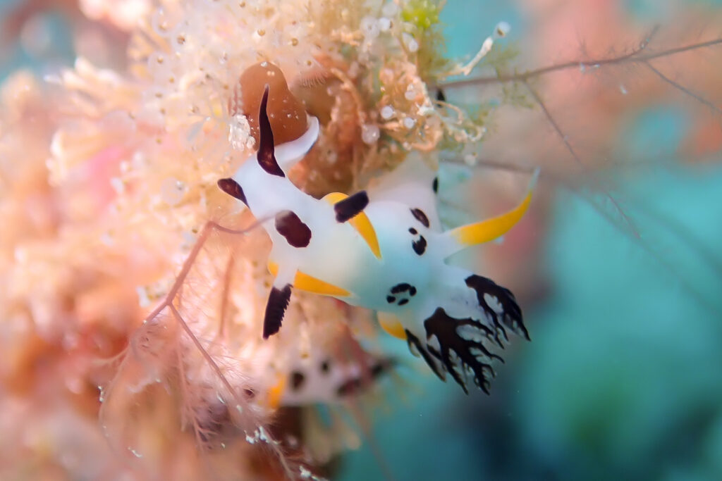 ツガルウミウシ属の1種12_奄美大島