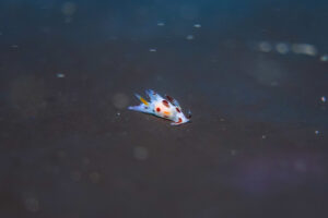 ツガルウミウシ属の1種19(世界のウミウシ)