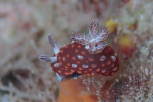 ベニゴマリュウグウウミウシ_奄美大島