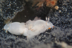 キンスジツガルウミウシ Trapania aurata_奄美大島