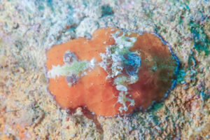 ヒオドシウミウシ Sclerodoris rubicunda_奄美大島