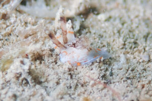 ツノウミウシ Okenia rhinorma Rudman, 2007_奄美大島