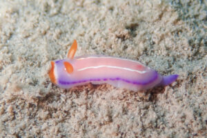 ハナイロウミウシ Thorunna florens (Baba, 1949)_奄美大島