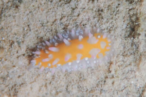 ニセイガグリウミウシ Cadlinella subornatissima Baba, 1996_奄美大島