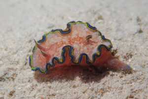 モンジャウミウシ Glossodoris cf. cincta (Bergh, 1888)_奄美大島