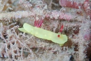 ラボウトウミウシ Verconia sp. 4_奄美大島