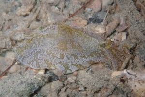 クサモチアメフラシ Syphonota geographica (Adams & Reeve, 1850)