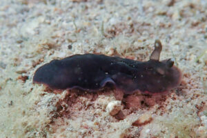 ホンクロシタナシウミウシ Dendrodoris nigra (Stimpson, 1855)