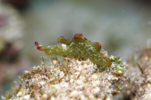 コノハミドリガイ Elysia marginata (Pease, 1871)