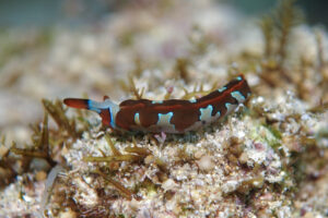 シラナミミドリガイ Thuridilla undula Gosliner, 1995