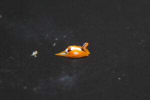 アマミウミコチョウ Gastropteron sp. 1