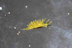 サミドリモウミウシ Placida daguilarensis K. Jensen, 1990