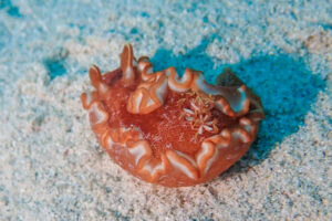 キャラメルウミウシ Glossodoris rufomarginata (Bergh, 1890)