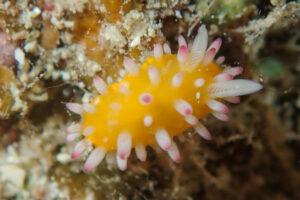 イガグリウミウシ Cadlinella ornatissima (Risbec, 1928)