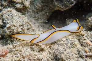 クロヘリシロツバメガイ Chelidonura pallida Risbec, 1951