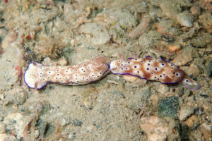 マダライロウミウシ Hypselodoris tryoni (Garrett, 1873)