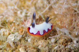 フジナミウミウシ Goniobranchus fidelis (Kelaart, 1858)