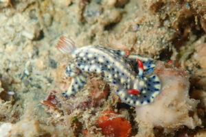 ホシゾラウミウシ Hypselodoris infucata (Rüppell & Leuckart, 1830)