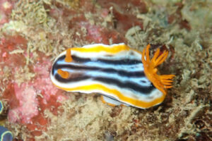 シライトウミウシ Chromodoris magnifica (Quoy & Gaimard, 1832)