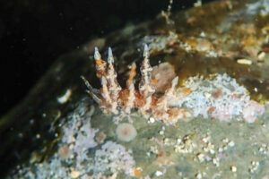 タマガワミノウミウシ Eubranchus cf. leopoldoi Caballer, Ortea & Espinosa, 2001