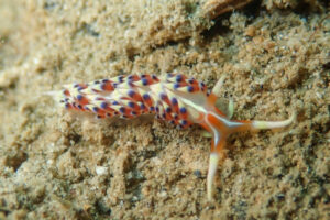 ヒブサミノウミウシ Caloria indica (Bergh, 1896)