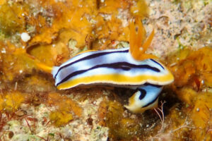 シボリイロウミウシ Chromodoris strigata Rudman, 1982