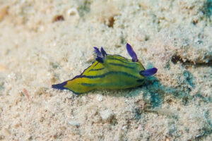 オオクチリュウグウウミウシ Tyrannodoris sp. 1