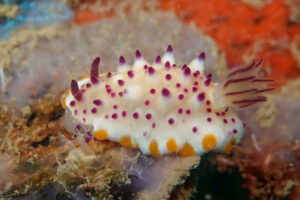 レンゲウミウシ Mexichromis multituberculata (Baba, 1953)