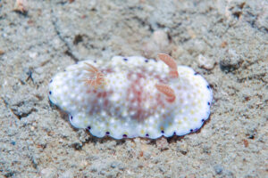 ミナミコモンウミウシ Goniobranchus cf. variatus (Risbec, 1928)