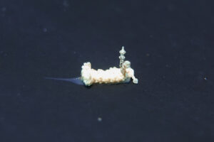 シロミノウミウシ Bulbaeolidia alba (Risbec, 1928)