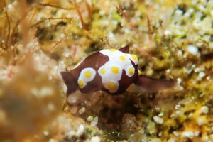 トンプソンアワツブガイ Colpodaspis thompsoni G. H. Brown, 1979