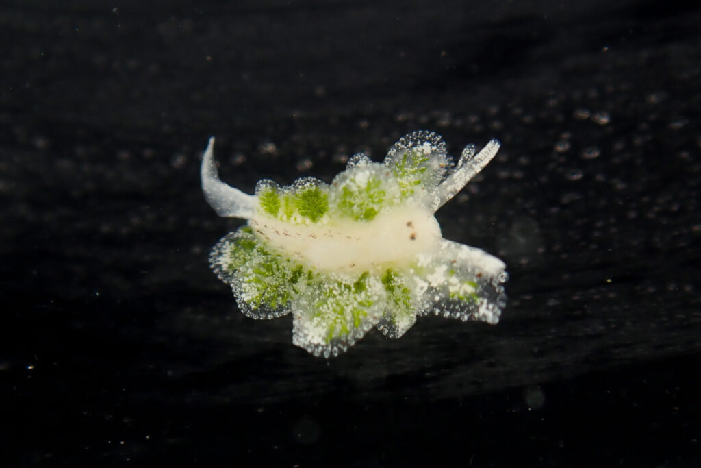 初見!カサノリタマナウミウシ