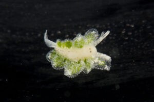 初見！カサノリタマナウミウシ