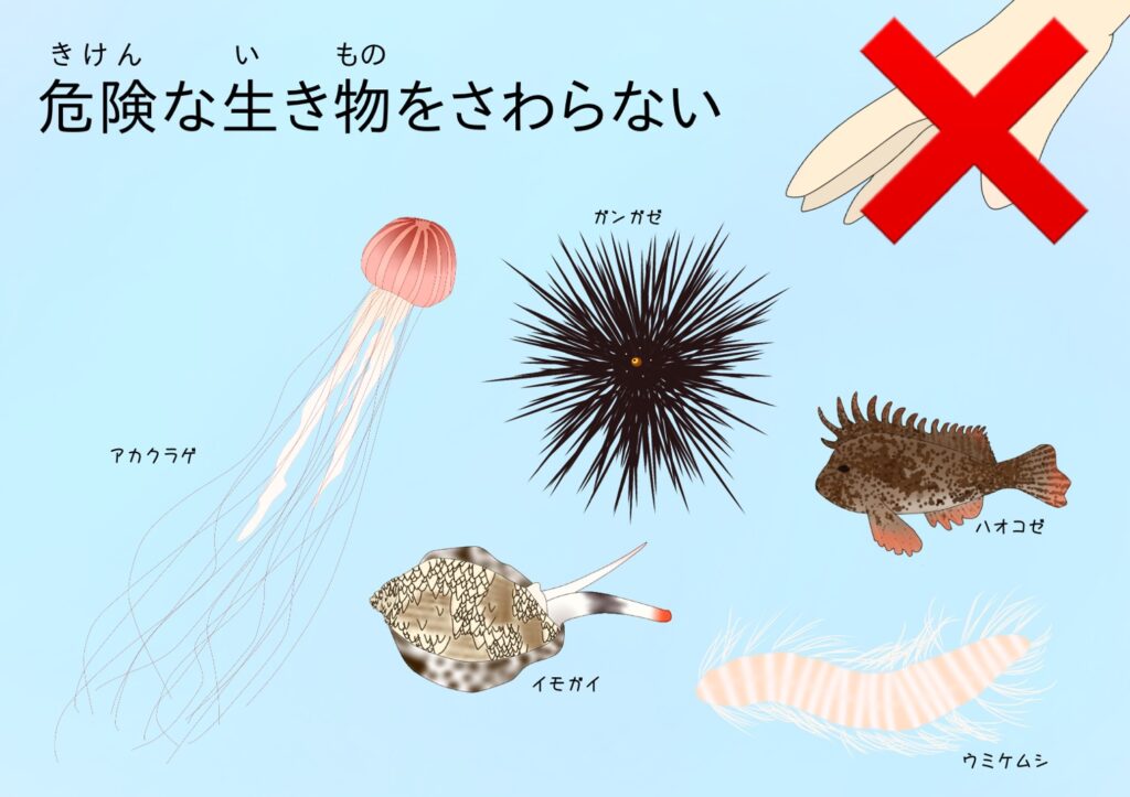 磯ルール03：危険な生き物をさわらない