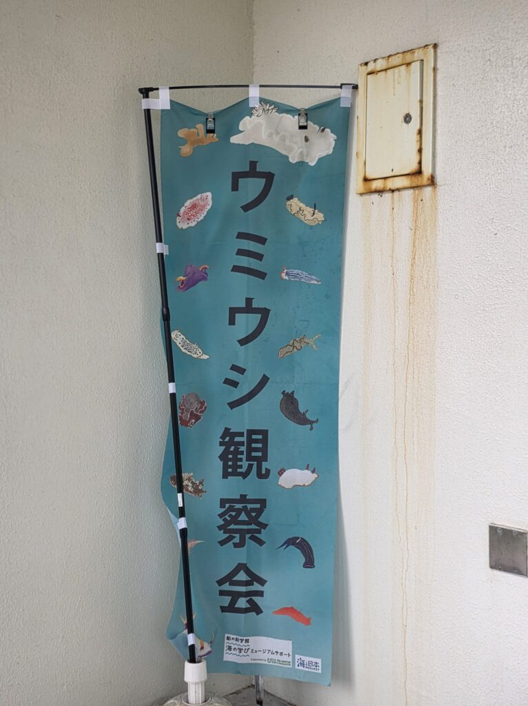 ウミウシ観察会ののぼり