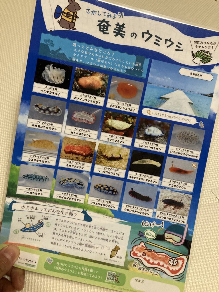 参加者プレゼントのウミウシ下敷きシート