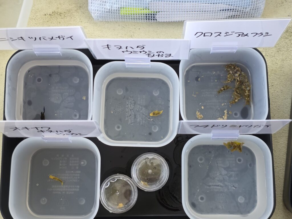 集めたウミウシたちをじっくり撮影したり観察