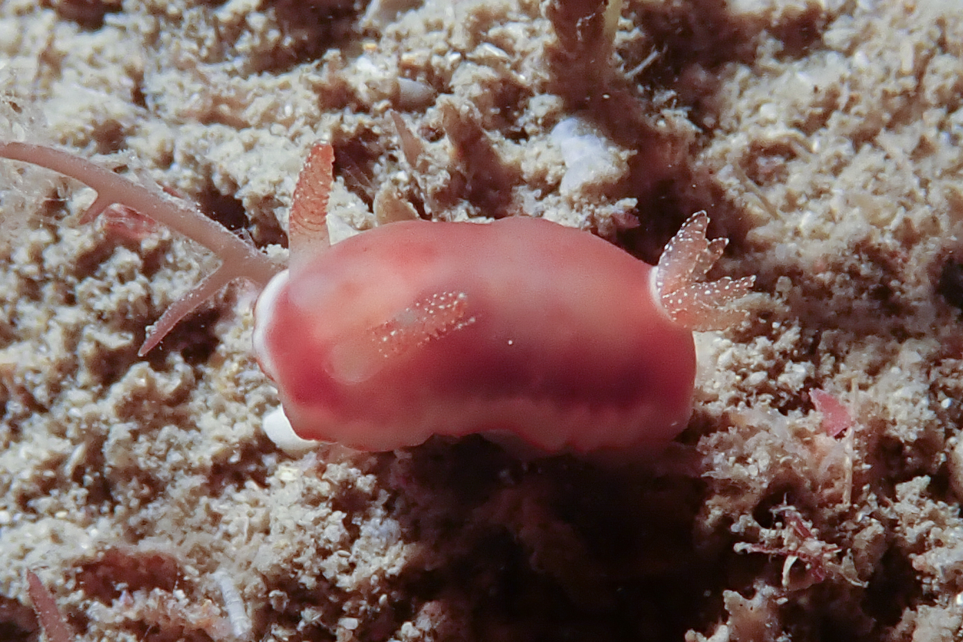 ウスクレナイウミウシ Goniobranchus sp.5