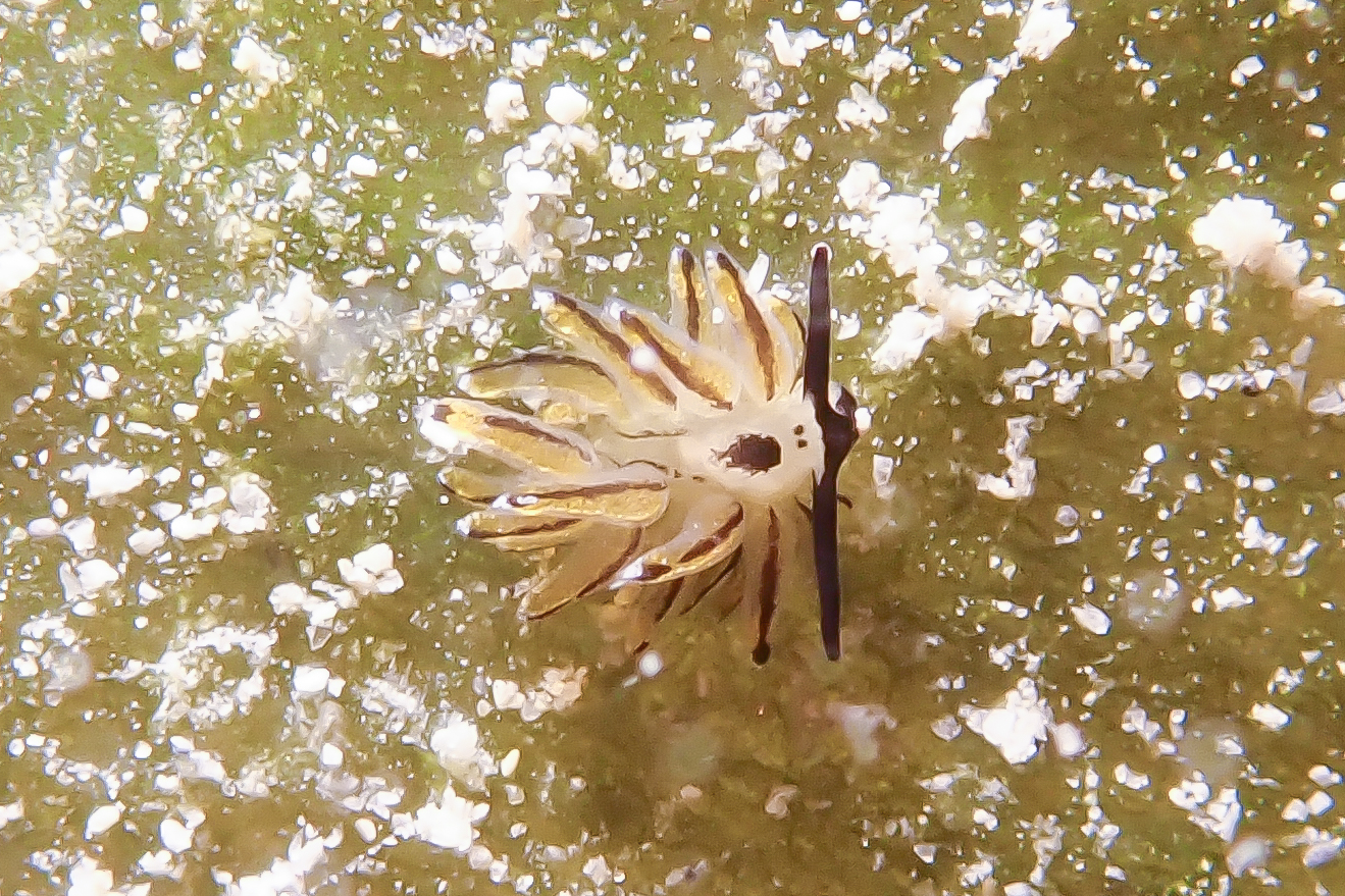 イリオモテモウミウシ Costasiella sp. 4