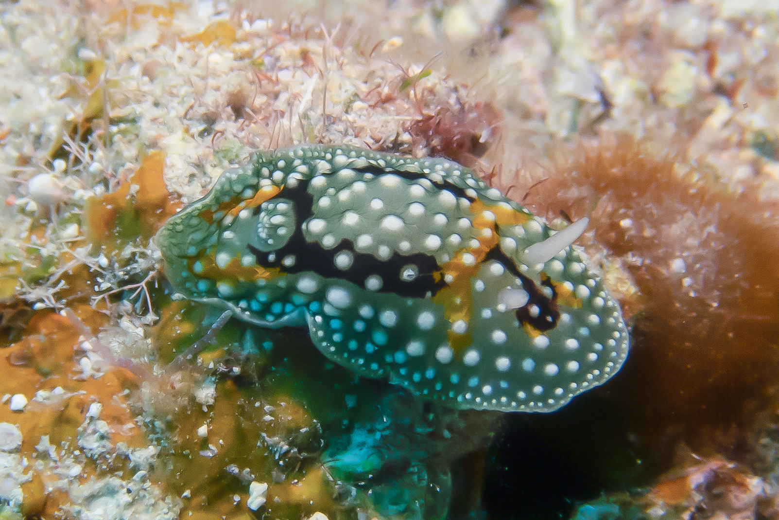 シモフリカメサンウミウシ Aldisa albatrossae Elwood, Valdes & Gosliner, 2000