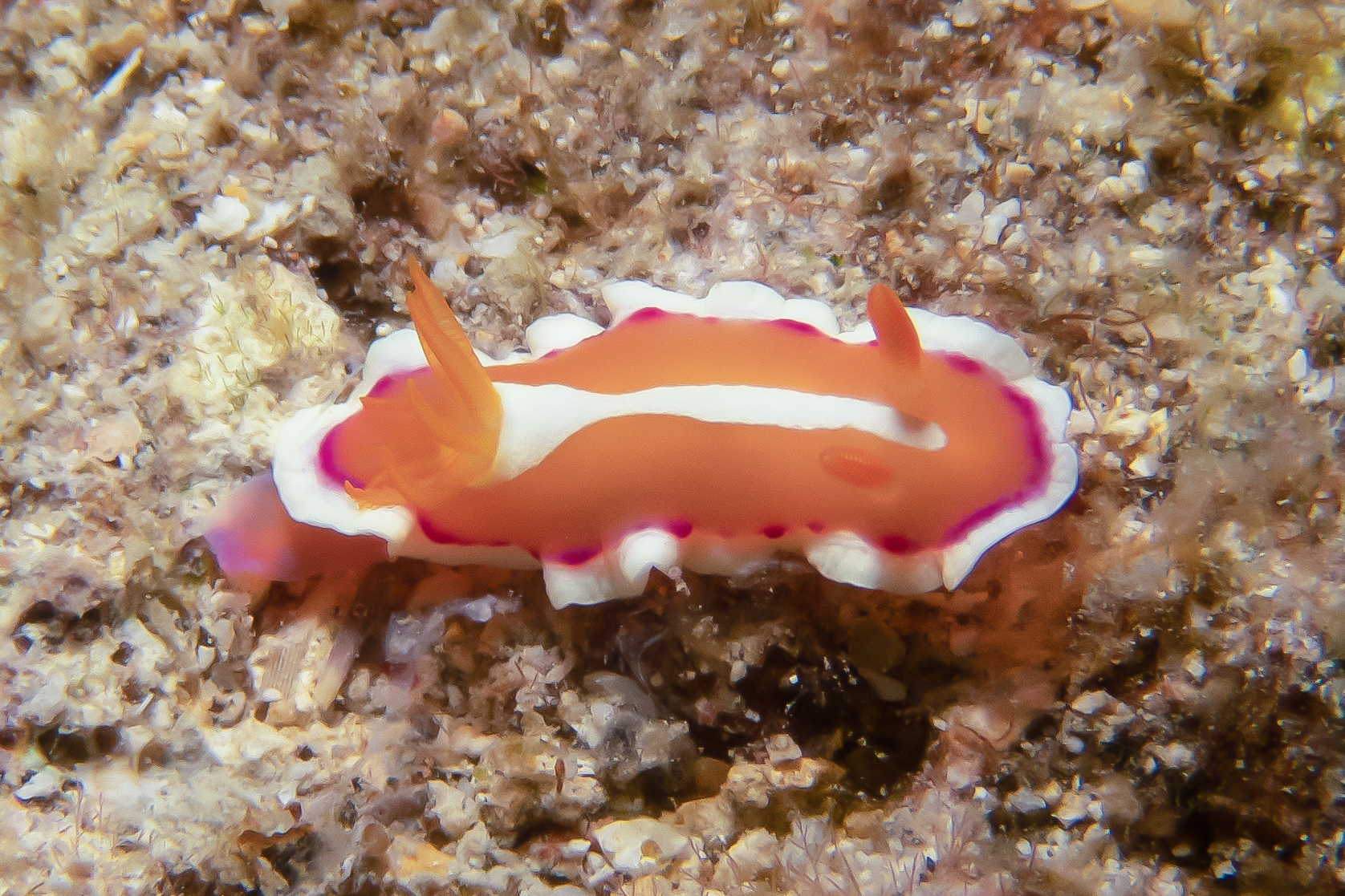 アラリウミウシ Verconia norba (Er. Marcus & Ev. Marcus, 1970)