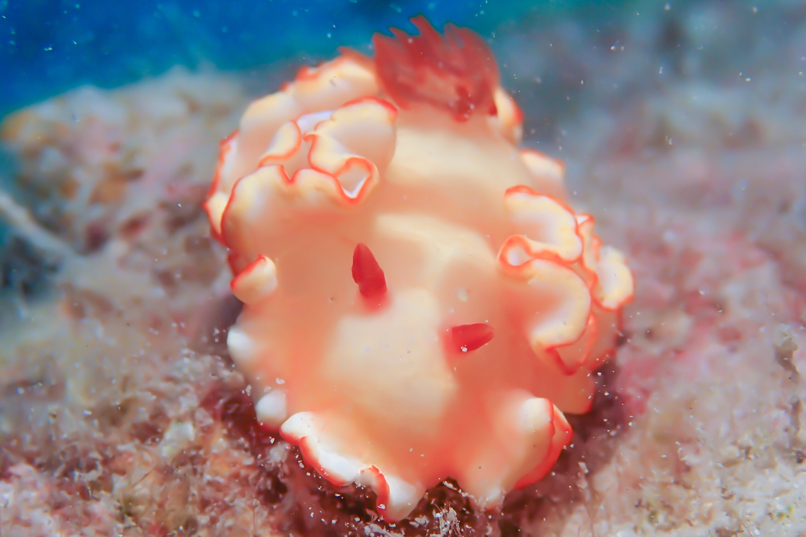 アカネサスウミウシ Ardeadoris symmetrica (Rudman, 1990)