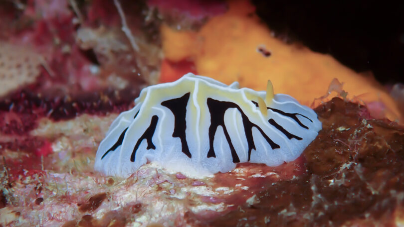 ウミウシ図鑑_ユキヤマウミウシ_Reticulidia-fungia