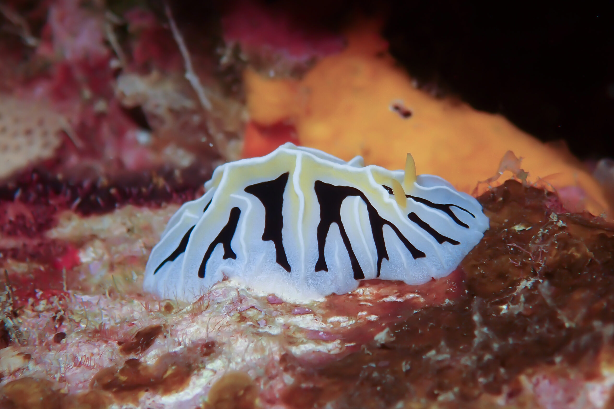 ユキヤマウミウシ Reticulidia fungia Brunckhorst & Gosliner in Brunckhorst, 1993
