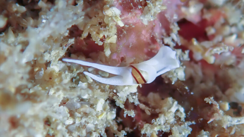 エンビノアルダガイ Noalda sp. 2 _奄美大島_ウミウシ