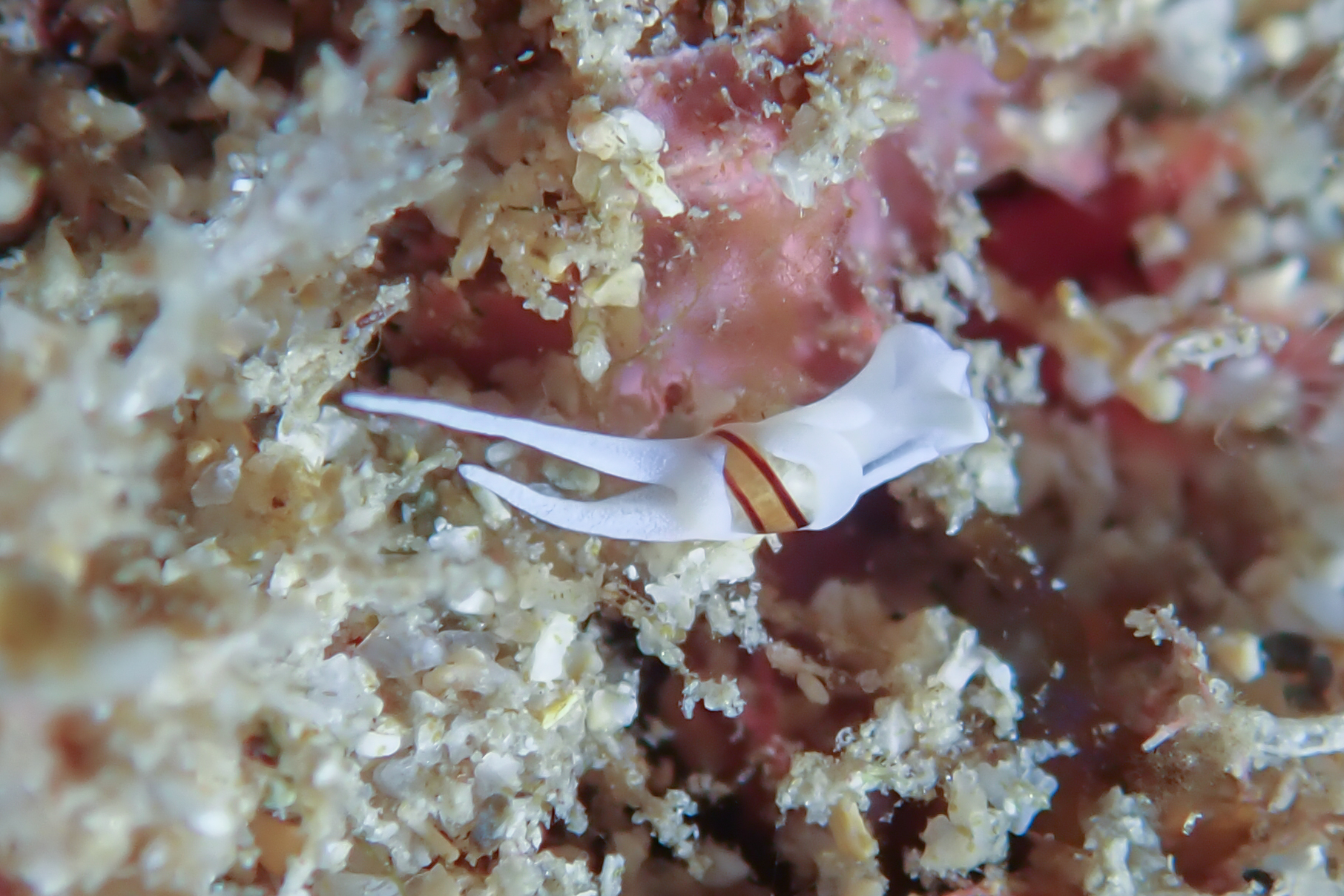 エンビノアルダガイ Noalda sp. 2