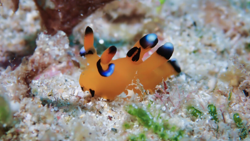 ウデフリツノザヤウミウシ Thecacera pacifica Bergh, 1883_奄美大島_ウミウシ