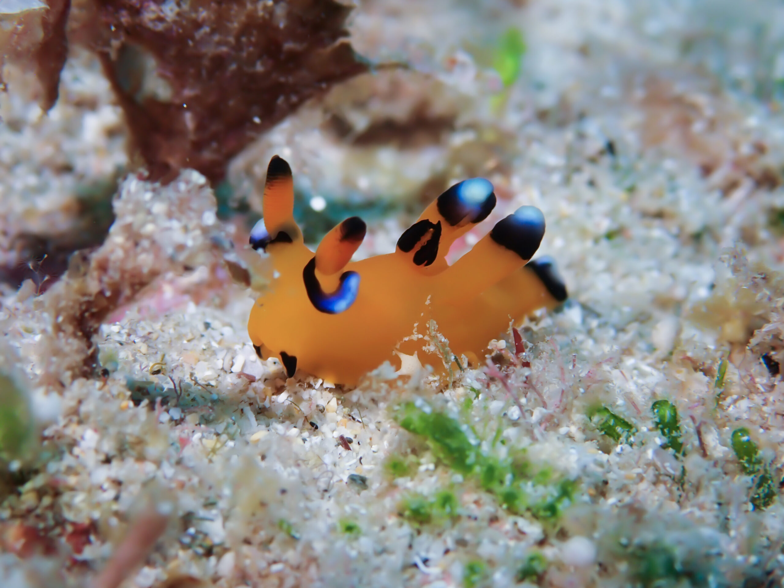 ウデフリツノザヤウミウシ Thecacera pacifica Bergh, 1883